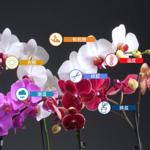 恒歌玻璃溫室大棚監(jiān)測溫濕度解決方案 蘭花溫室栽培智能溫濕度控制系統